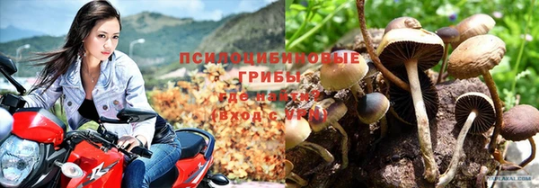 прущие грибы Дмитровск